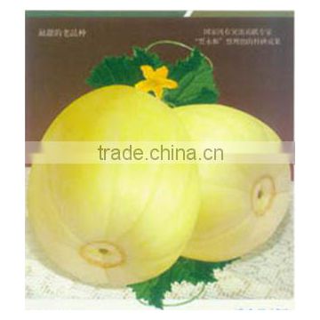 Hybrid light yellow sweet melon for growing-Spring No.9