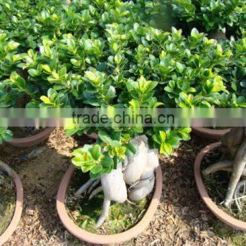 2000 gram Ginseng Ficus Microcarpa