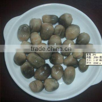 Canned Straw mushroom, hot sales straw mushroom