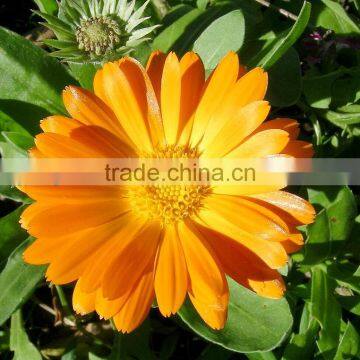 Calendula officinalis Extract Powder 5%