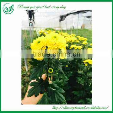 Cut Flower Exporters