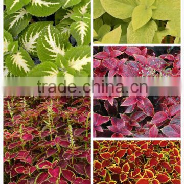 High quality F1 hybrid coleus flower seeds