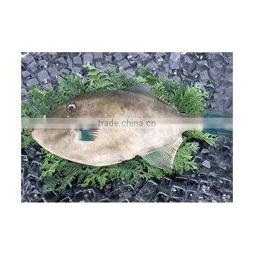 Leather Jacket Fish Frozen Seafood photo-1