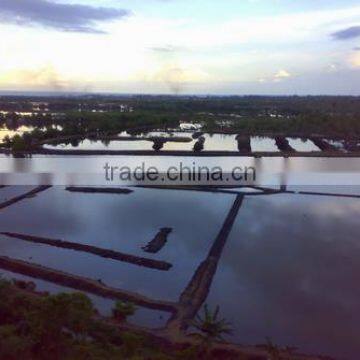 Sell Gracilaria, Eucheuma Spinosum And Eucheuma Cottoni Seaweed photo-6