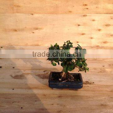 Indoor Bonsai Podocarpus Macrophyllus for Decoration ball shape