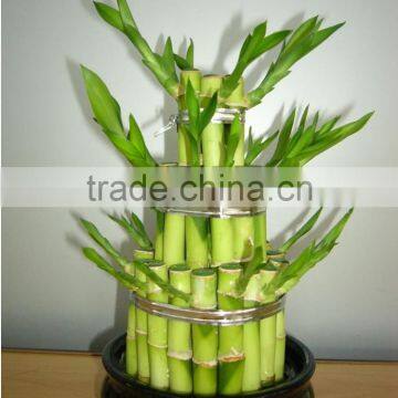 Lucky Bamboo ( Dracaena Sanderiana) 3 Layers photo-3