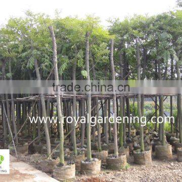 Cassia siamea Tropical trees