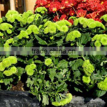 Natural Fresh Cut Decorative Mini Colorful Chrysanthumum Flowers As Gift For Friends From Yunnan, China photo-6