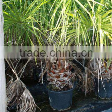 Livistonia Decipiens "Ribbon Fan Palm" photo-2