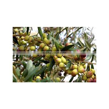 Extra Virgin Olive Oil photo-3