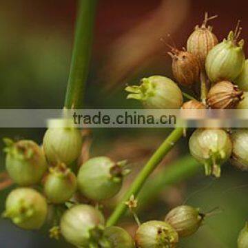 Highest Quality Organic Coriander Seeds Export