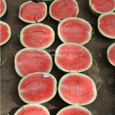 Red Flesh f1 Hybrid Watermelon Seeds photo-2