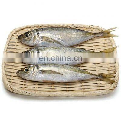 namibia horse mackerel frozen horse mackerel fish frozen horse mackerel 20kg box