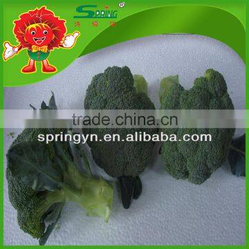 wholesale factory price China Fresh Broccoli green broccoli