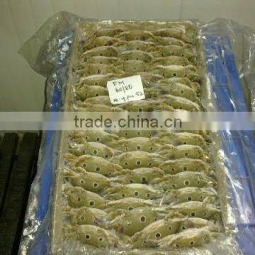 Three Sport Crab photo-2