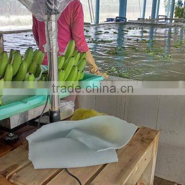 VIETNAM FRESH CAVENDISH BANANA photo-3