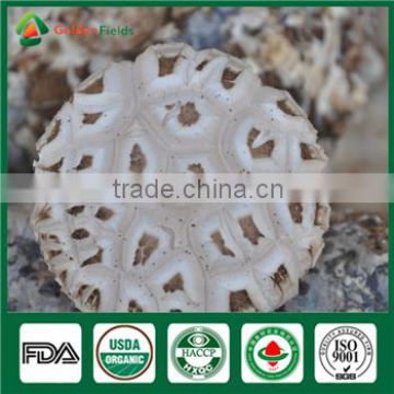 Organic Shiitake Nutritious and Medicinal Edibal Mushroom Lentinula Edodes