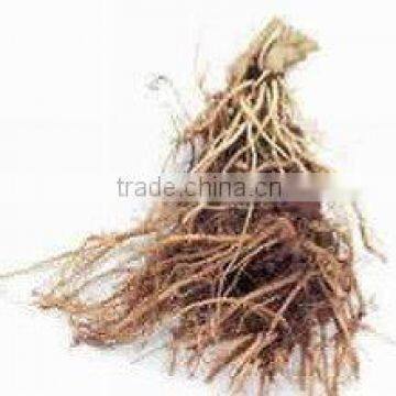 Valerian Root Oil/ Sugandhbala Oil