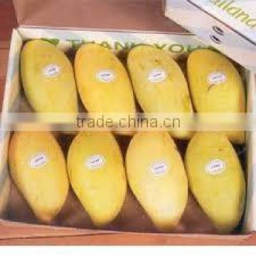 WHOLE FRESH SWEET MANGO IN VIET NAM