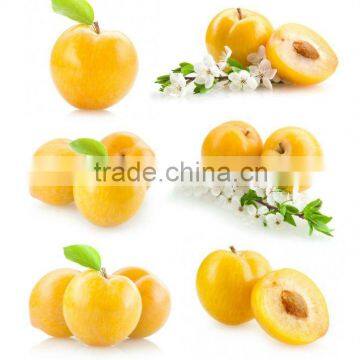 canned apricots havles