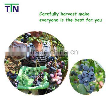 TTN 2016 China Supplier Wholesale Snacks Dried Blueberry Prices