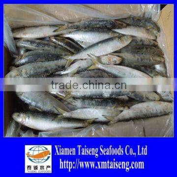 Frozen Fresh Whole Sardine Fish