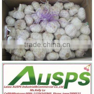 China Fresh Yellow Holland Potato