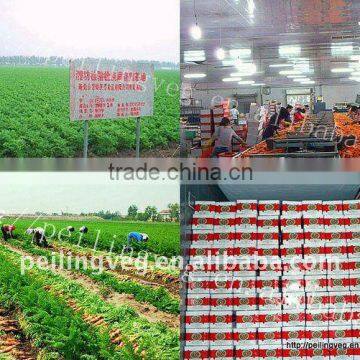 Chinese Quality organic Carrots New!