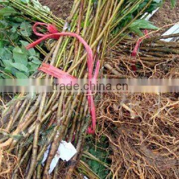 Easy Survival Putao Shu:The Grape Seedling photo-6