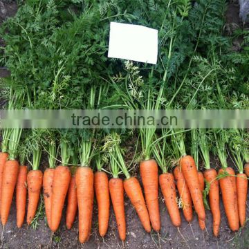 HCA02 Wunti 19 to 21cm in length, Op carrot seeds in vegetable seeds