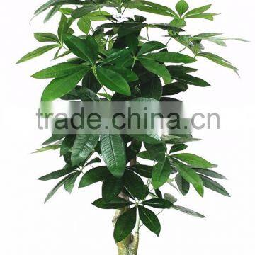 China Hot Sale Evergreen Fake Money Tree ,artificial Pachira photo-5