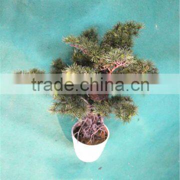Home Garden Decoration 50cm to 160 cm Hight Small Indoor Canadian Artificial Green Pot Plastic Similar Pine Trees ELSPZ02 0906 photo-3