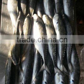 Whole Round Frozen Jack Mackerel photo-6