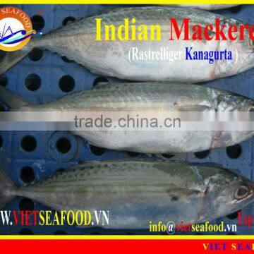 FROZEN INDIAN MACKEREL