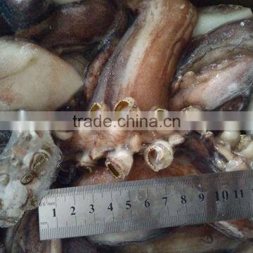 Wholesale for Feeding Cheap 25cm+ Live Squid photo-3