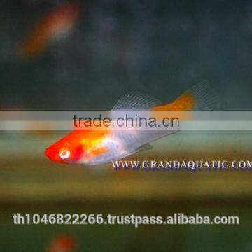 Santa Swordtail Fish Farm - Tropical Fish For Sale photo-3