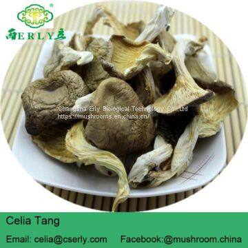 New Arrival High Quality Pleurotus Abalonus photo-3