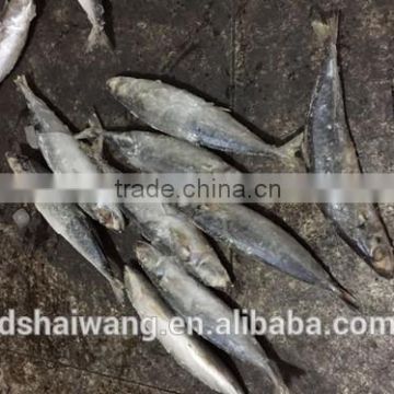 Seafood and frozen delicious Slender Mackerel with size 55 - 70 pcs / 10kg