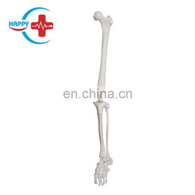 HC-S233 Natural large lower limb model/ Life Size Lower Extremity Lower limb articulated model