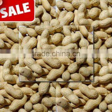 New Crop Chinese Raw Peanut In Shell 9/11