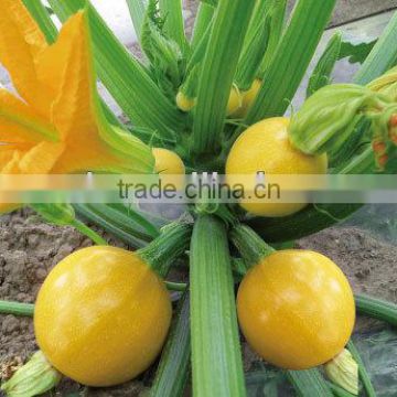 Jinzhu2 chinese yellow skin hybrid pumpkin seeds