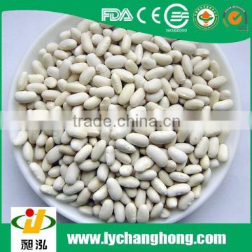 China new crop blanched peanut kernels 25/29, 29/33, 36/41