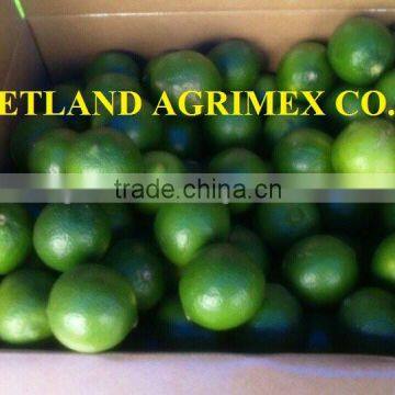 SUPPLY FRESH LIME / FRESH GREEN LEMON WITH THE COMPETITIVE PRICE FOR EXPORT