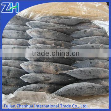 frozen bonito fish whole round 300-500g BQF wholesale