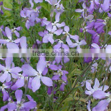 ARABIAN NIGHTS Fragrances For Incense Sticks With High Quality