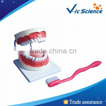 32pcs Tooth plastic model