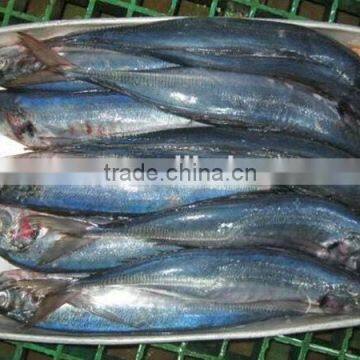 wholesale frozen jack mackerel for canned