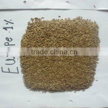 Cumin Seed