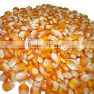 YELLOW CORN_ANIMAL FEED