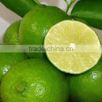 Best Lemon and Fresh lime in Vietnam